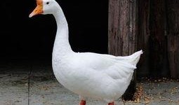 八鹅吃瓜菌不空娱乐,揭秘网络热梗背后的趣味世界