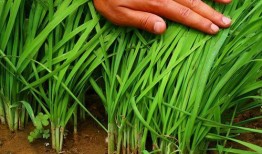 爆料假割韭菜视频播放大全,假割韭菜视频播放大全曝光