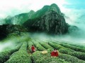 武夷山最近爆料新闻事件,最新爆料揭秘真相