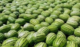 宁夏网红说自己吃瓜,揭秘吃瓜背后的故事