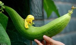 微脉圈免费吃瓜群,揭秘热门话题，畅享轻松娱乐时光