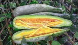 被吃瓜害了的网红有哪些,揭秘网络暴力下的受害者