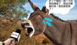 大驴爆料阿夜视频,大驴爆料背后的真相与精彩瞬间