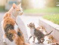 小猫咪闯天下爆料视频下载