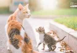 小猫咪闯天下爆料视频下载