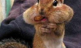 娱乐吃瓜小松鼠,揭秘娱乐圈那些吃瓜背后的故事