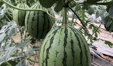 网红吃瓜记录最新,盘点那些年我们追过的热点事件