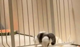 猫咪围观吃瓜视频大全免费观看,萌态百出免费观看大盘点