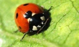 七星瓢虫爆料视频