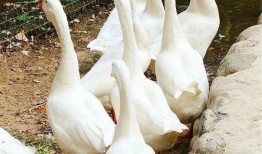 八鹅吃瓜菌不空娱乐,揭秘网络热梗背后的趣味世界