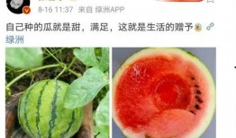 可以吃娱乐圈的瓜吗,揭秘明星幕后故事