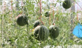 山西网红吃瓜事件视频最新,揭秘背后真相与争议