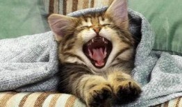 小猫咪闯天下爆料视频下载