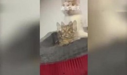 猫咪围观吃瓜视频大全免费观看,萌态百出免费观看大盘点