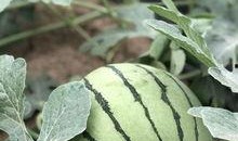 网红吃瓜记录最新,盘点那些年我们追过的热点事件