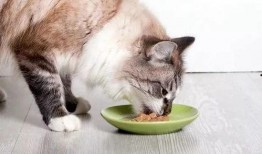 猫咪围观吃瓜视频大全免费观看,萌态百出免费观看大盘点