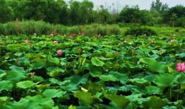 爆料假割韭菜视频播放大全,假割韭菜视频播放大全曝光